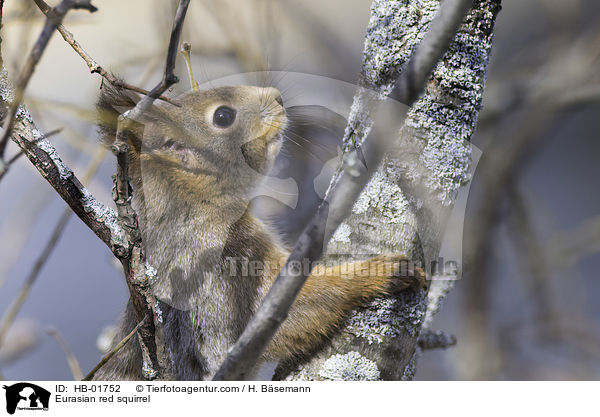 Eurasian red squirrel / HB-01752