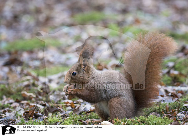 Eurasian red squirrel / MBS-16552