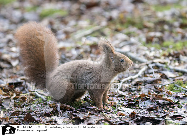 Eurasian red squirrel / MBS-16553