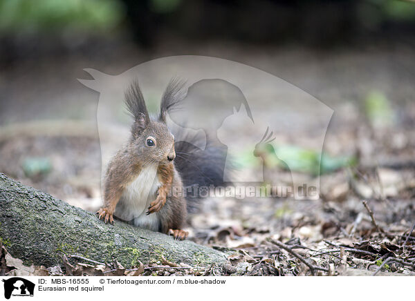 Eurasian red squirrel / MBS-16555