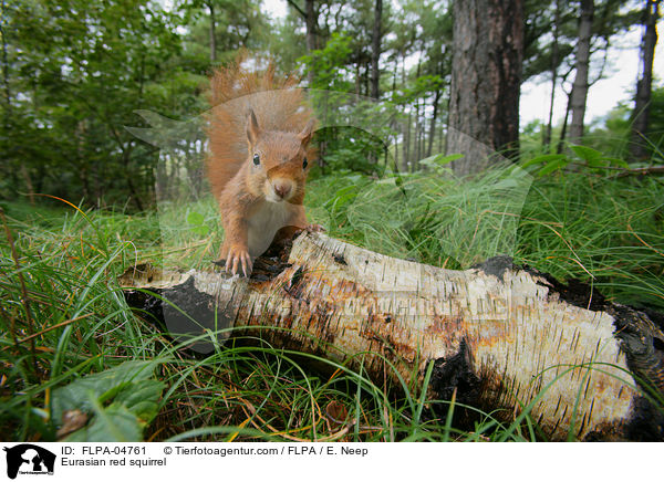 Europisches Eichhrnchen / Eurasian red squirrel / FLPA-04761