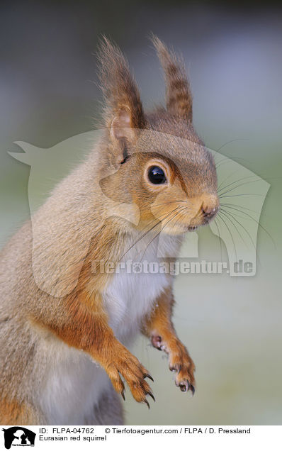 Europisches Eichhrnchen / Eurasian red squirrel / FLPA-04762