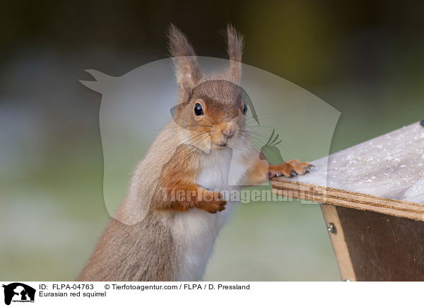 Europisches Eichhrnchen / Eurasian red squirrel / FLPA-04763