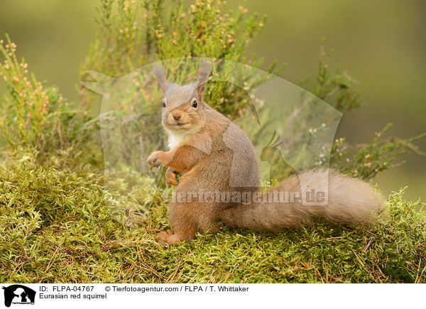 Europisches Eichhrnchen / Eurasian red squirrel / FLPA-04767