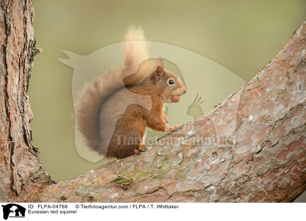 Europisches Eichhrnchen / Eurasian red squirrel / FLPA-04768