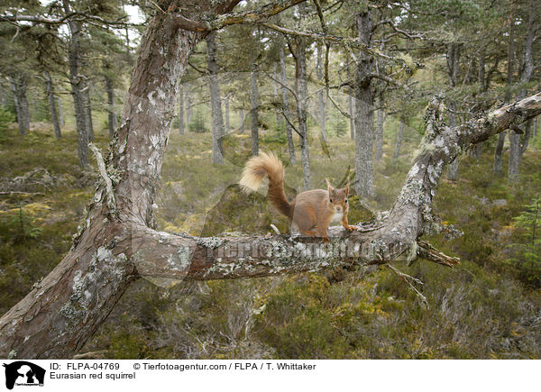 Europisches Eichhrnchen / Eurasian red squirrel / FLPA-04769