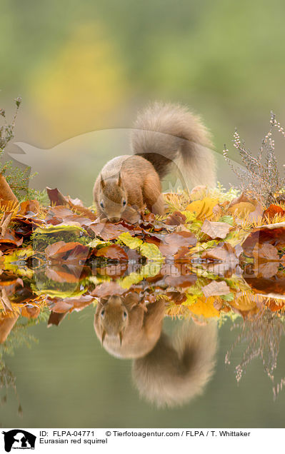 Europisches Eichhrnchen / Eurasian red squirrel / FLPA-04771