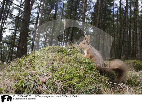 Europisches Eichhrnchen / Eurasian red squirrel / FLPA-04773