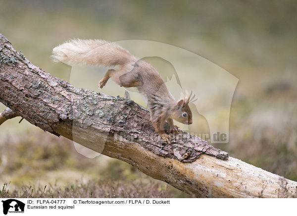 Europisches Eichhrnchen / Eurasian red squirrel / FLPA-04777