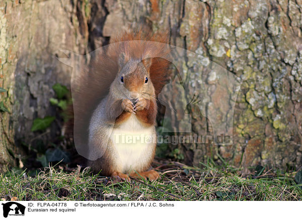 Europisches Eichhrnchen / Eurasian red squirrel / FLPA-04778