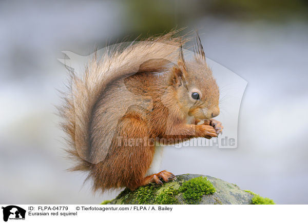 Europisches Eichhrnchen / Eurasian red squirrel / FLPA-04779