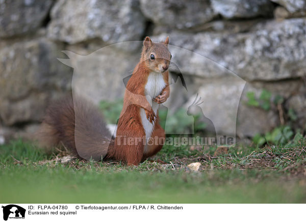Europisches Eichhrnchen / Eurasian red squirrel / FLPA-04780