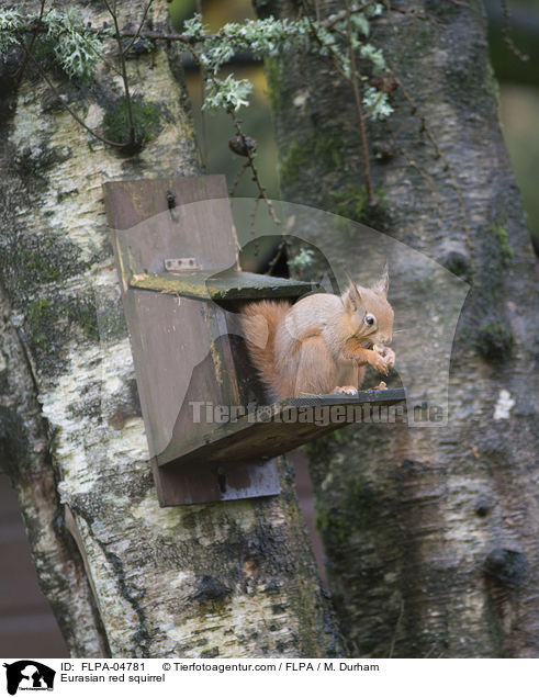 Eurasian red squirrel / FLPA-04781