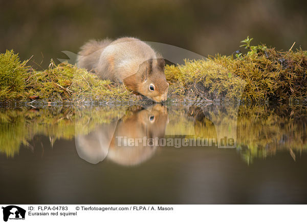 Europisches Eichhrnchen / Eurasian red squirrel / FLPA-04783