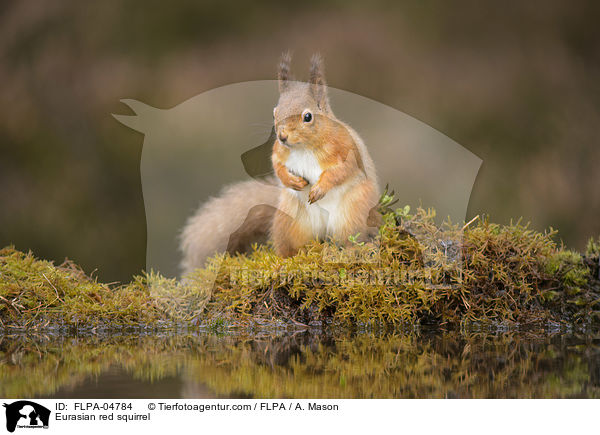 Europisches Eichhrnchen / Eurasian red squirrel / FLPA-04784