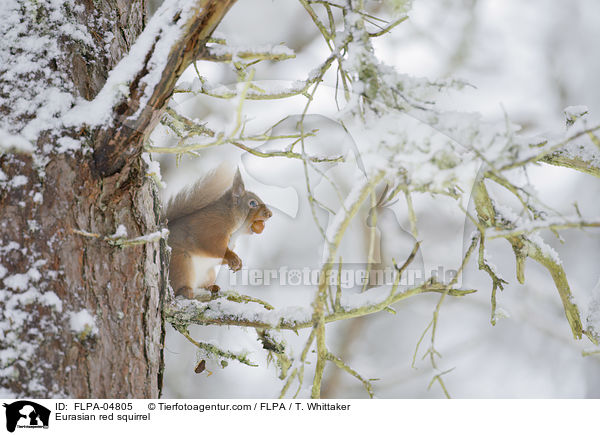 Europisches Eichhrnchen / Eurasian red squirrel / FLPA-04805