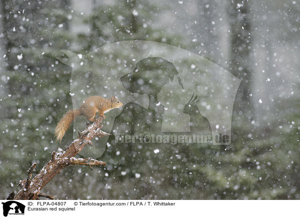 Europisches Eichhrnchen / Eurasian red squirrel / FLPA-04807