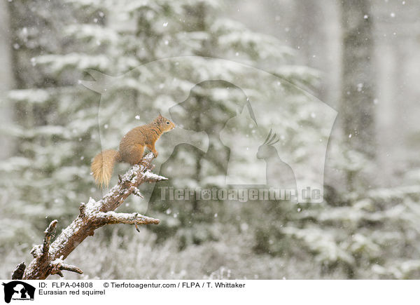 Europisches Eichhrnchen / Eurasian red squirrel / FLPA-04808
