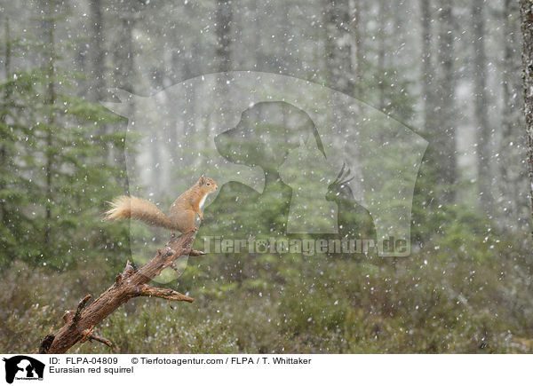 Europisches Eichhrnchen / Eurasian red squirrel / FLPA-04809