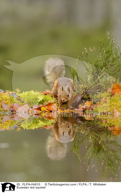 Europisches Eichhrnchen / Eurasian red squirrel / FLPA-04810