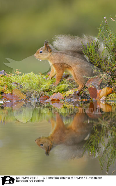 Europisches Eichhrnchen / Eurasian red squirrel / FLPA-04811
