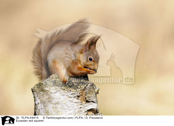 Europisches Eichhrnchen / Eurasian red squirrel / FLPA-04815