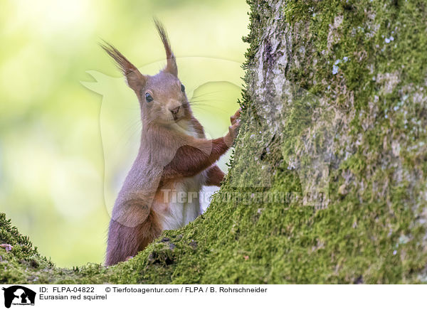 Eurasian red squirrel / FLPA-04822