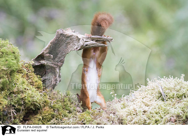 Europisches Eichhrnchen / Eurasian red squirrel / FLPA-04826