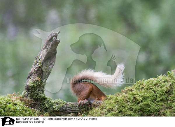Europisches Eichhrnchen / Eurasian red squirrel / FLPA-04828