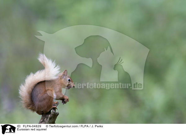 Europisches Eichhrnchen / Eurasian red squirrel / FLPA-04829