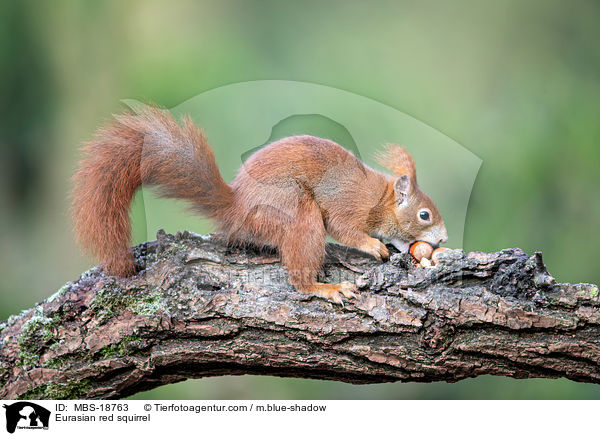 Europisches Eichhrnchen / Eurasian red squirrel / MBS-18763