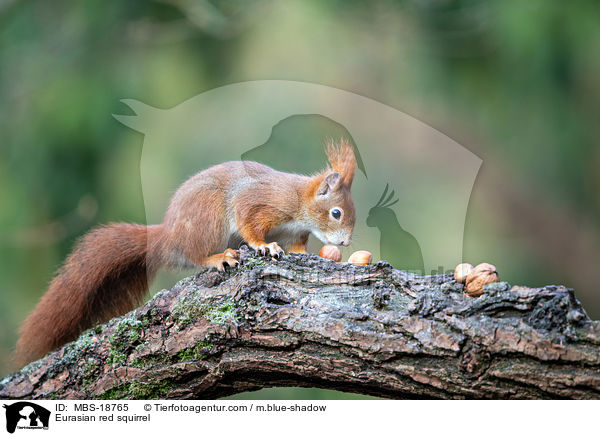 Europisches Eichhrnchen / Eurasian red squirrel / MBS-18765
