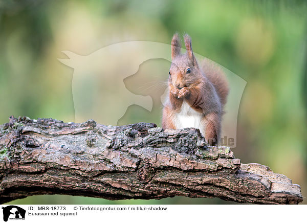 Europisches Eichhrnchen / Eurasian red squirrel / MBS-18773