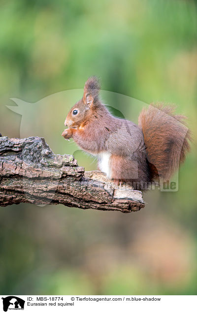 Eurasian red squirrel / MBS-18774