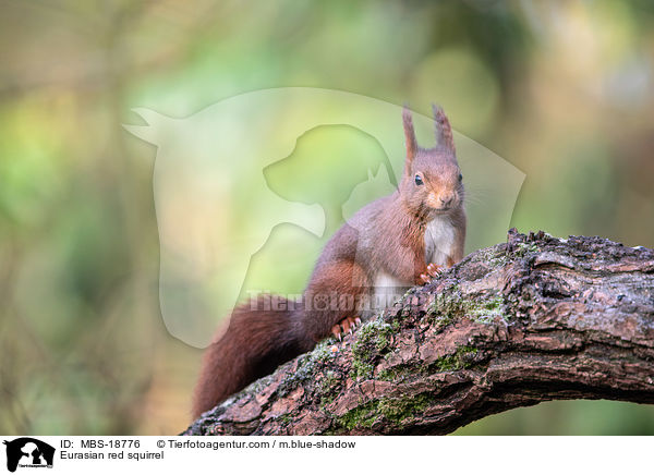 Eurasian red squirrel / MBS-18776