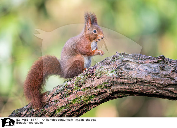 Europisches Eichhrnchen / Eurasian red squirrel / MBS-18777