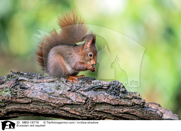 Eurasian red squirrel / MBS-18778