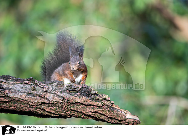 Eurasian red squirrel / MBS-18782