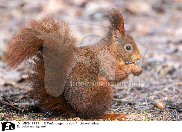 Eurasian red squirrel / MBS-18783
