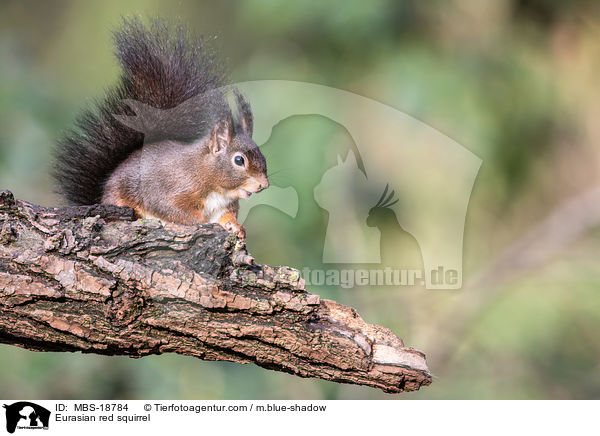 Eurasian red squirrel / MBS-18784