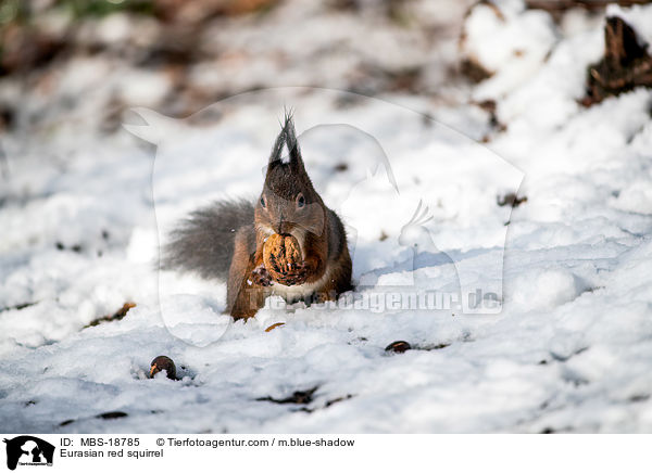 Europisches Eichhrnchen / Eurasian red squirrel / MBS-18785
