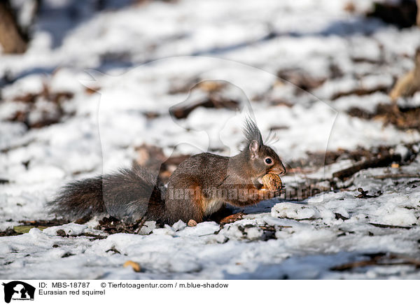 Europisches Eichhrnchen / Eurasian red squirrel / MBS-18787