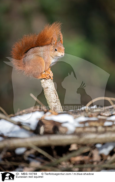 Eurasian red squirrel / MBS-18788