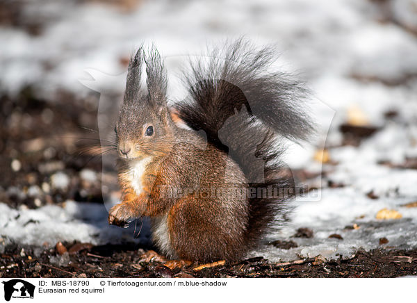 Eurasian red squirrel / MBS-18790