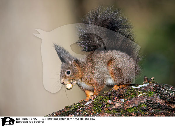 Europisches Eichhrnchen / Eurasian red squirrel / MBS-18792