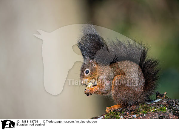 Europisches Eichhrnchen / Eurasian red squirrel / MBS-18793