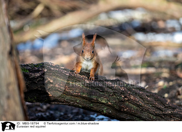 Eurasian red squirrel / MBS-18794
