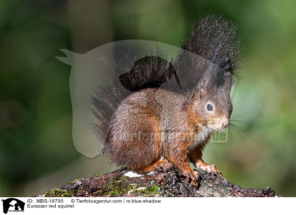 Eurasian red squirrel / MBS-18795
