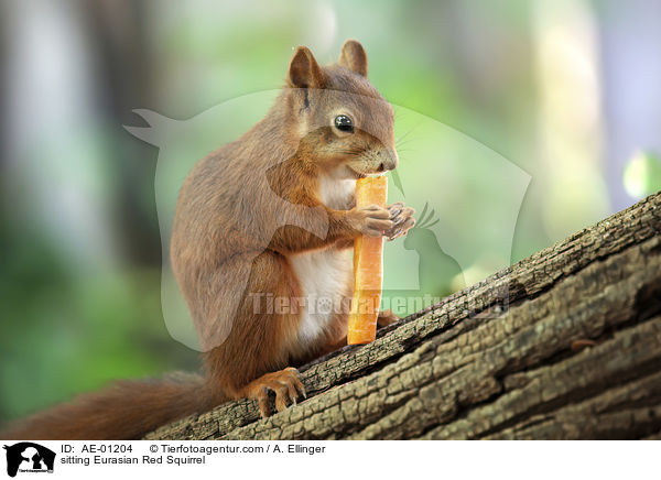 sitzendes Europisches Eichhrnchen / sitting Eurasian Red Squirrel / AE-01204