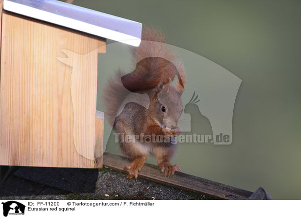 Europisches Eichhrnchen / Eurasian red squirrel / FF-11200